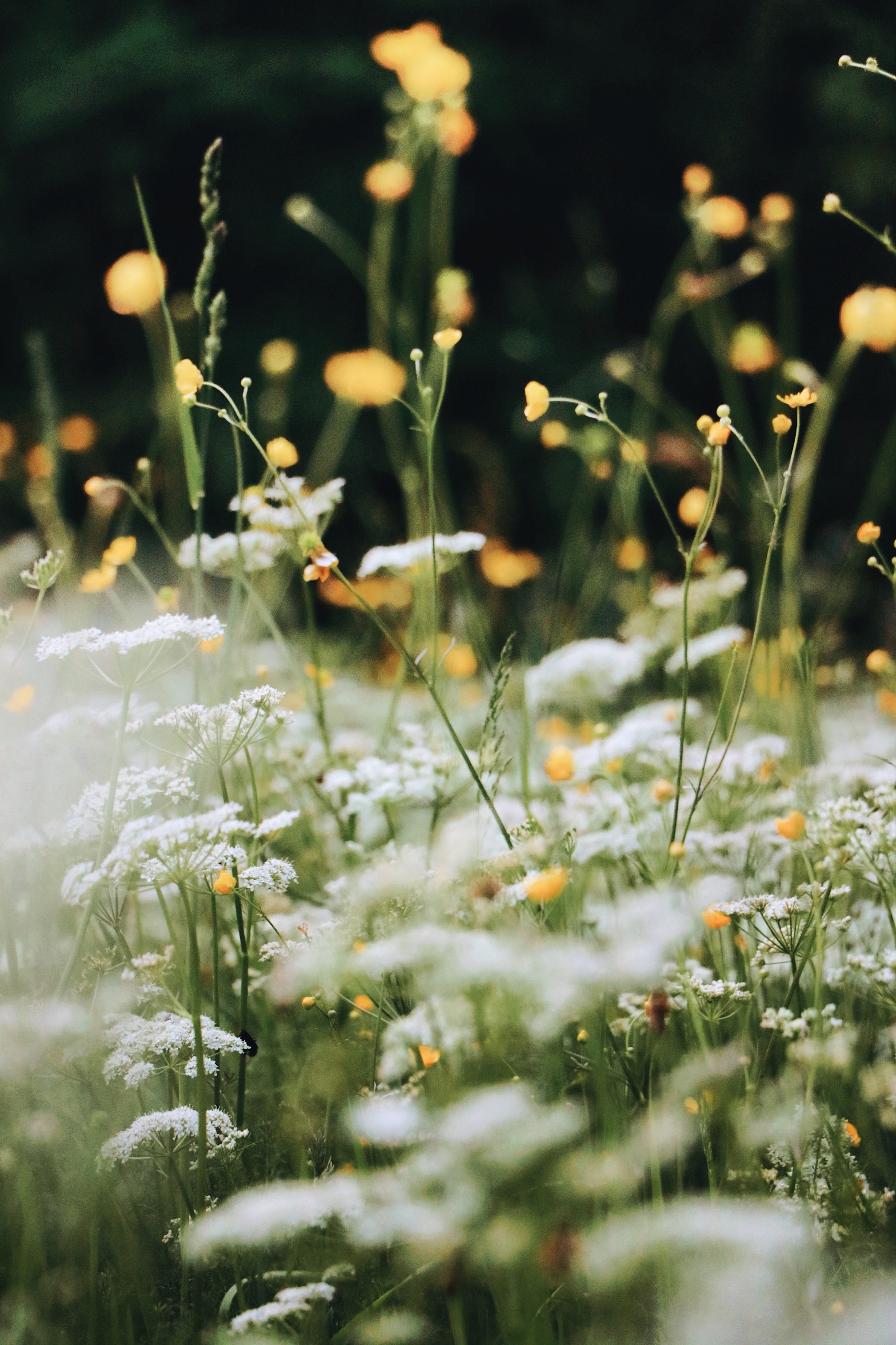 Things to Do When Spring First Arrives